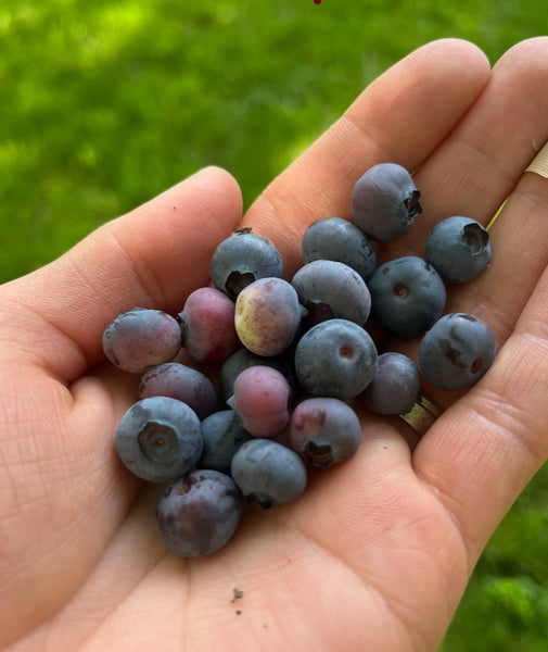 Blueberries