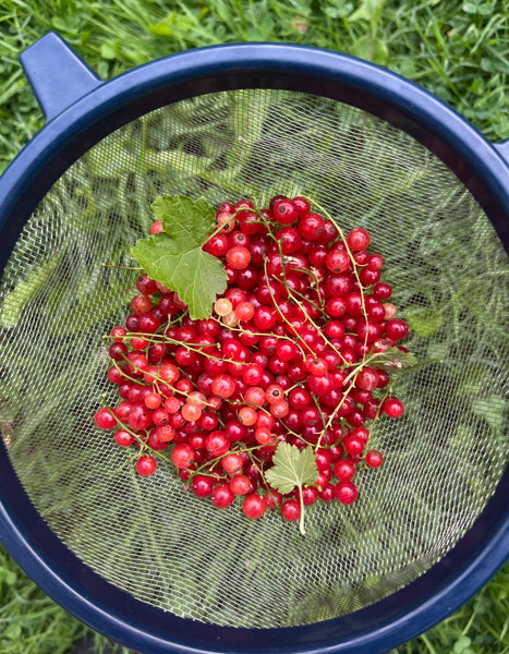 Currants and Gooseberries