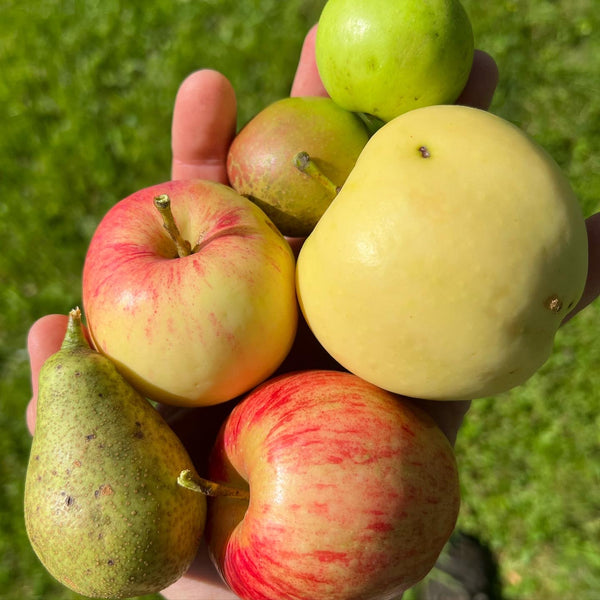 Grafting Workshop at The North Country School