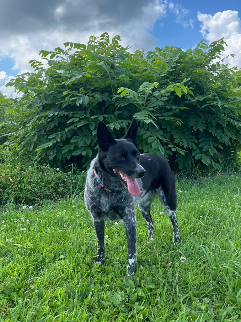 Black Walnut - Northwestern (sdlg.)