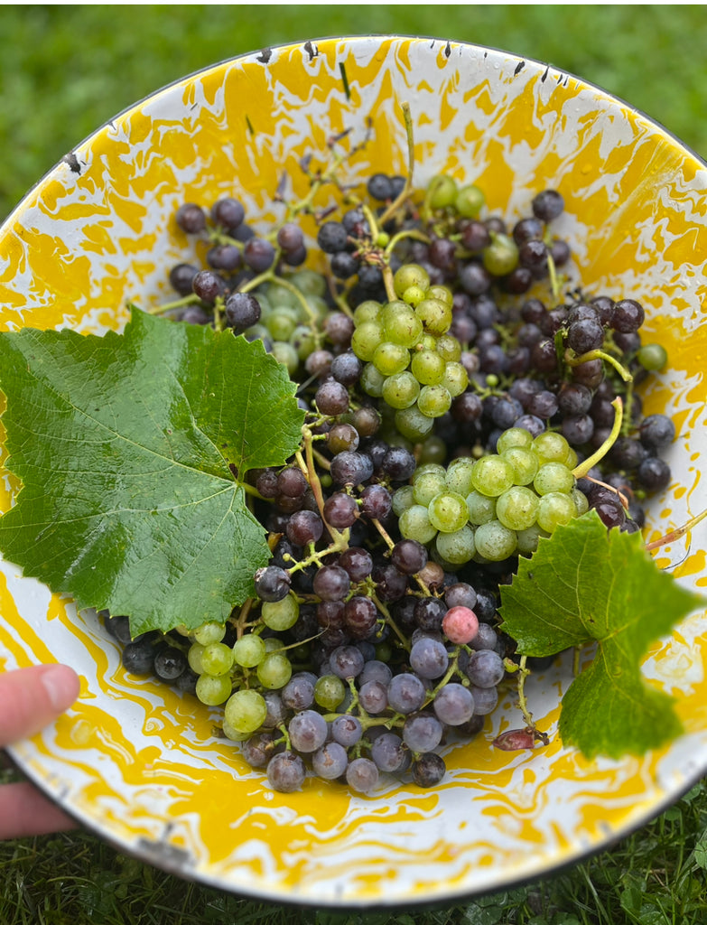 Bluebell Grape