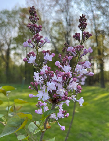 Purple Lilac - Syringia vulgaris