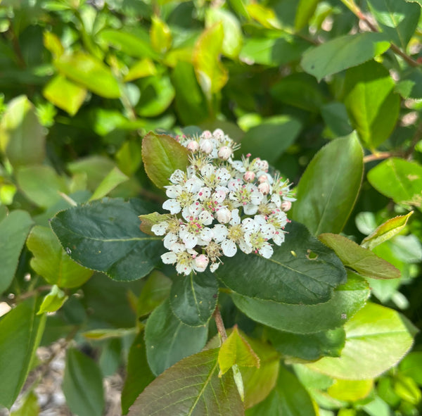 Aronia (Black Chokeberry) - "Galicjenca"