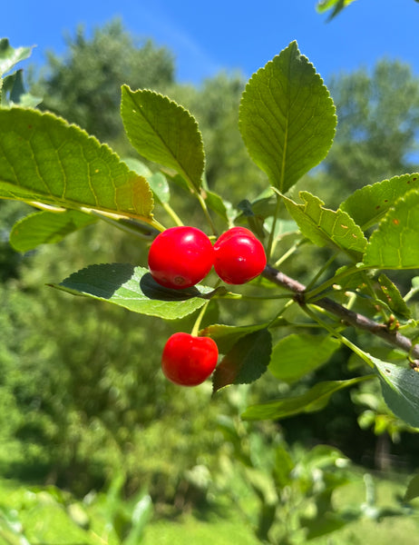 Bali Cherry