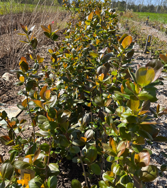 Aronia (Black Chokeberry) - "Galicjenca"