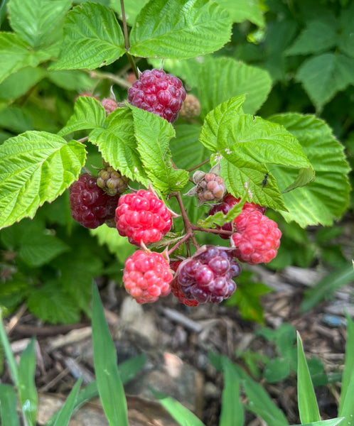 Brandywine - Purple Raspberry