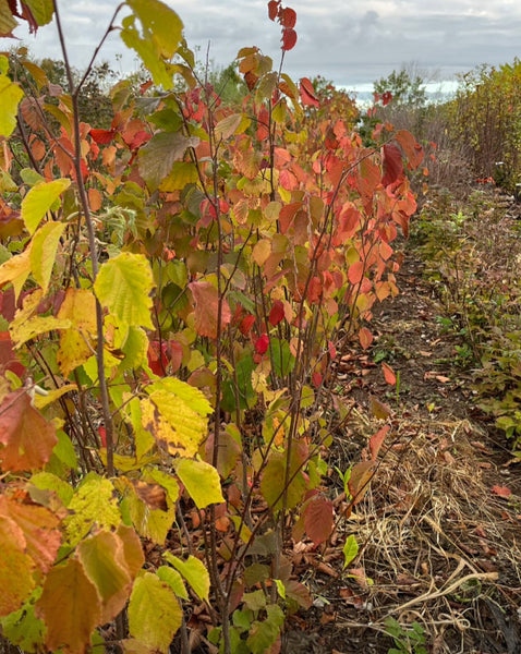 Hazelbert - Corylus sp.