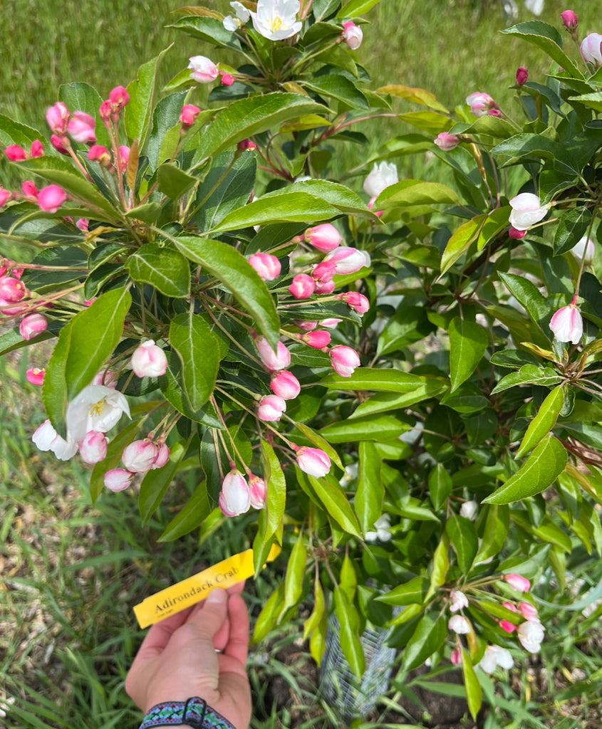 Adirondack Crab Apple