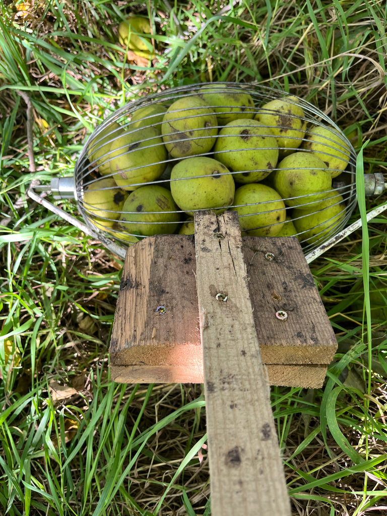 Black Walnut - Bicentennial (sdlg.)