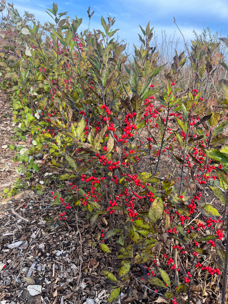 Winterberry - Ilex verticillata