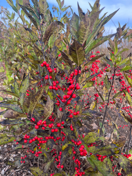 Winterberry - Ilex verticillata