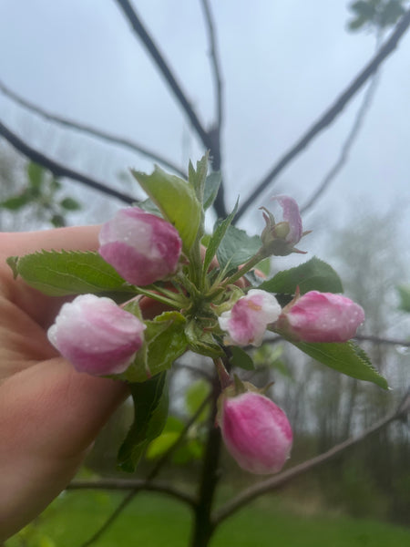 Smokehouse Apple