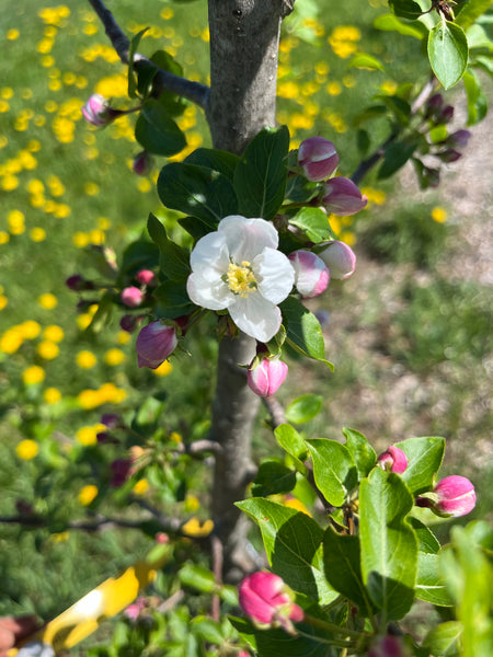 Bilodeau (A.K.A. Trail) Apple