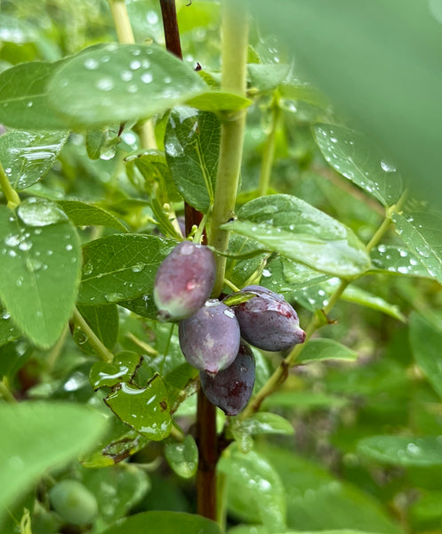 Honey Bee Edible Honeysuckle