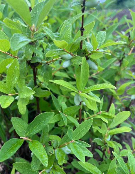 Cinderella Edible Honeysuckle