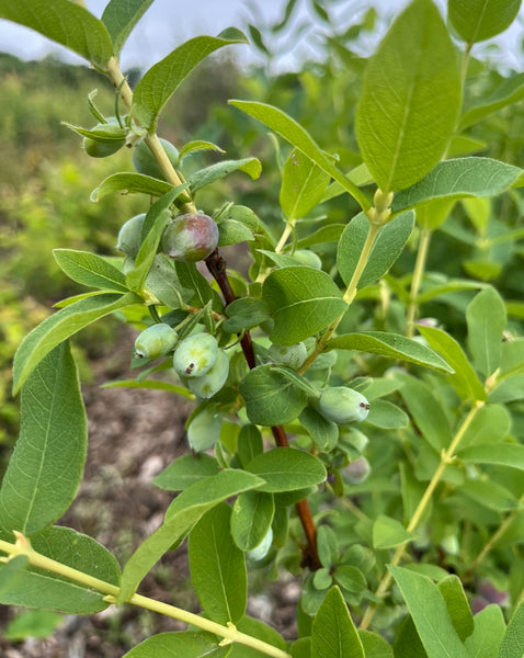 Honey Bee Edible Honeysuckle