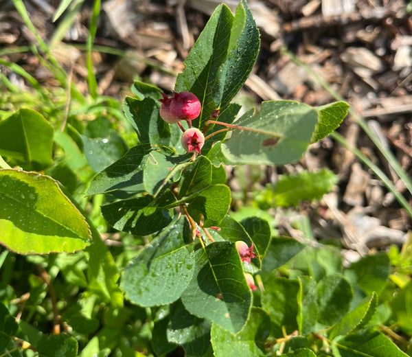 Autumn Brilliance Juneberry