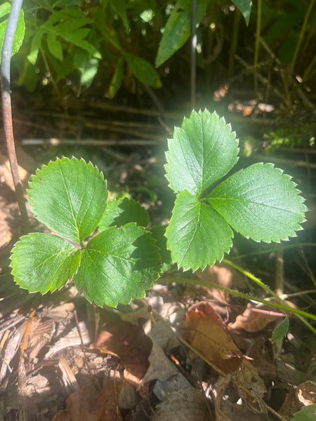 Honeoye Strawberry - Fragaria x ananassa