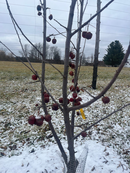 Big Deer Crab Apple