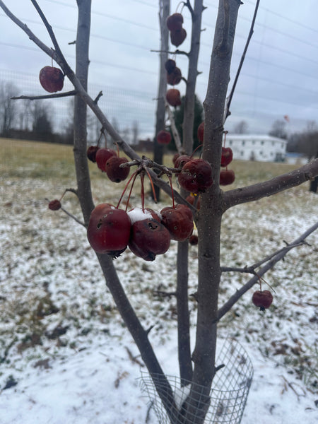 Big Deer Crab Apple