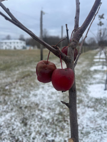 Big Deer Crab Apple