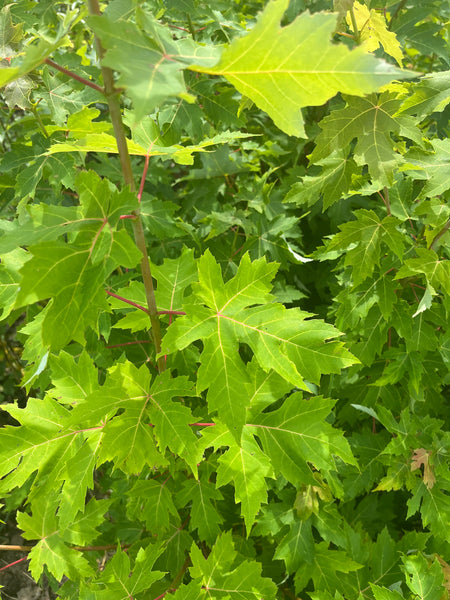 Sweet Sap Silver Maple - Acer saccharinum sap.