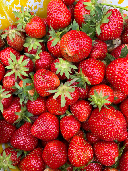 Ft. Laramie Strawberry - Fragaria x ananassa