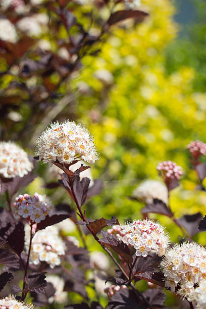 Common Ninebark - Physocarpus opulifolius