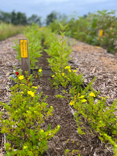 Yellow Potentilla - Potentilla fruticosa