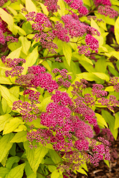 Spirea - Spirea japonica