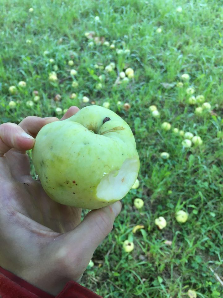 Antonovka Apple