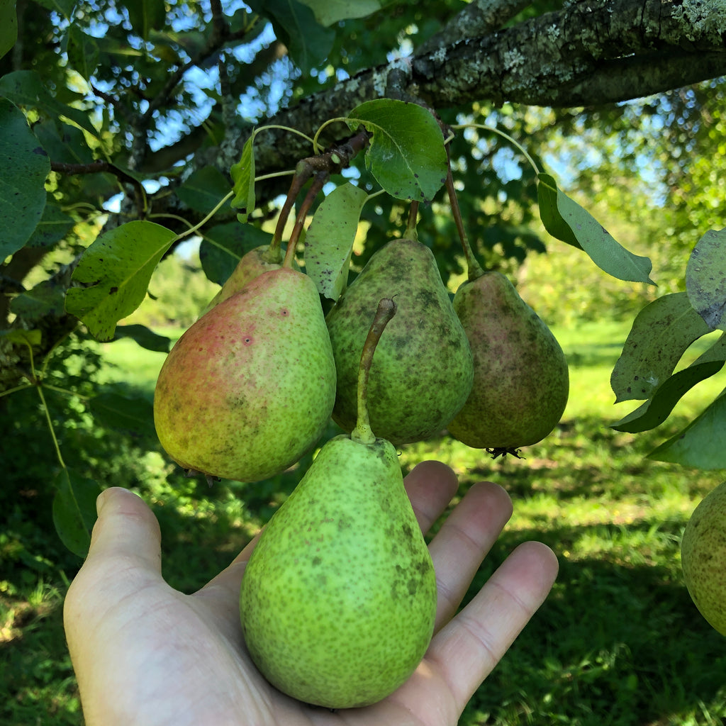 Cabot Pear