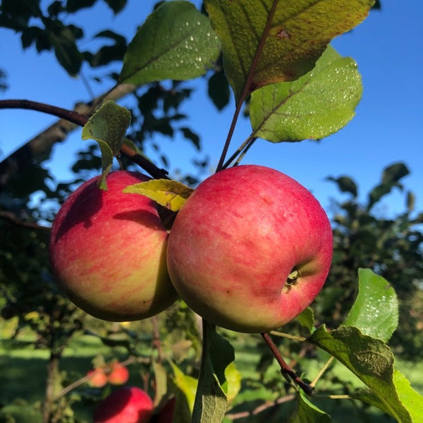 Canada Baldwin Apple