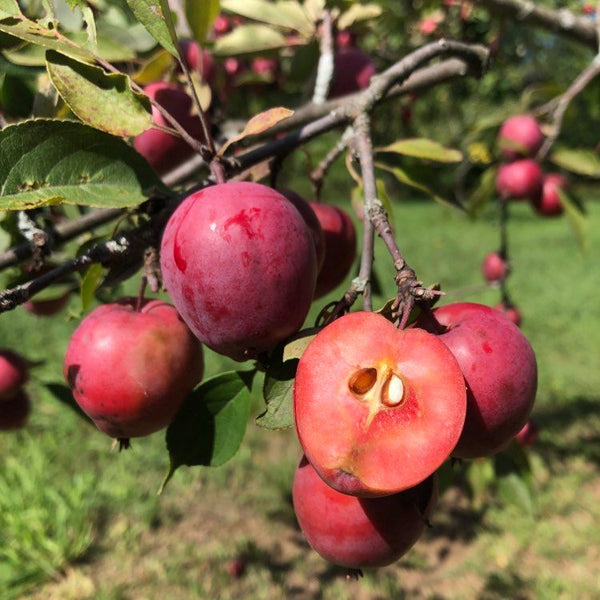 Winter Redflesh Apple