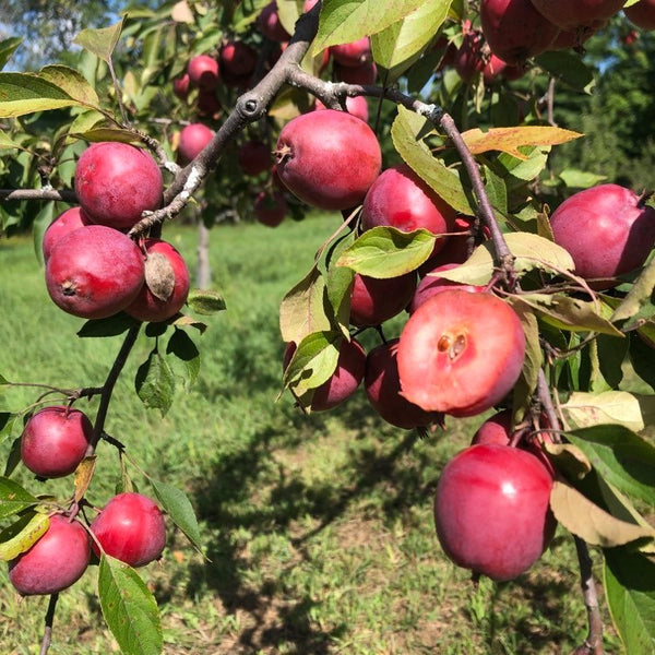 Winter Redflesh Apple